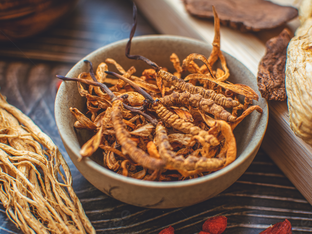 Đông trùng hạ thảo là gì?